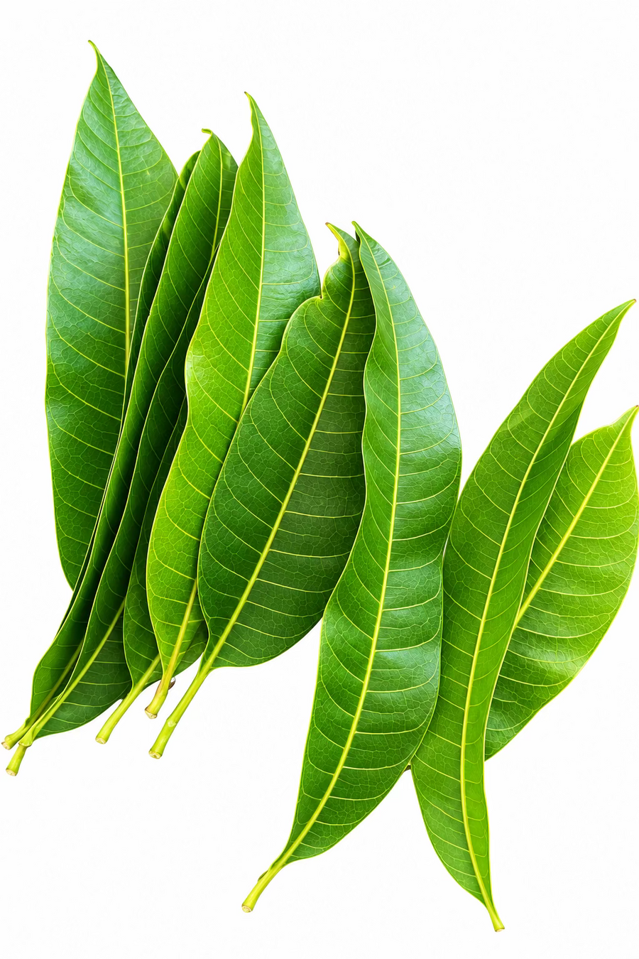 MANGO LEAF