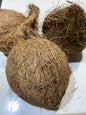 COCONUT (Raw)
